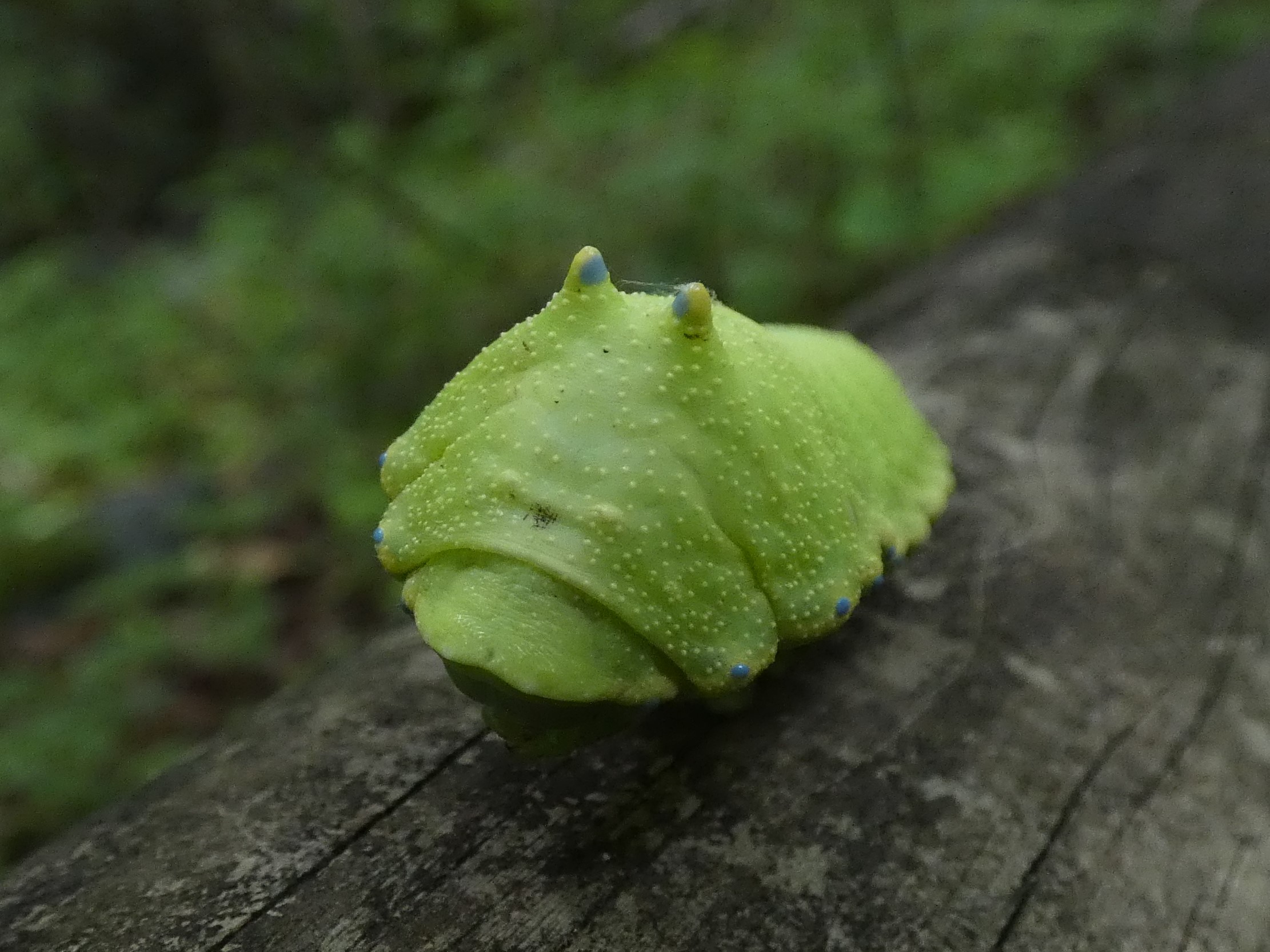 photo_1